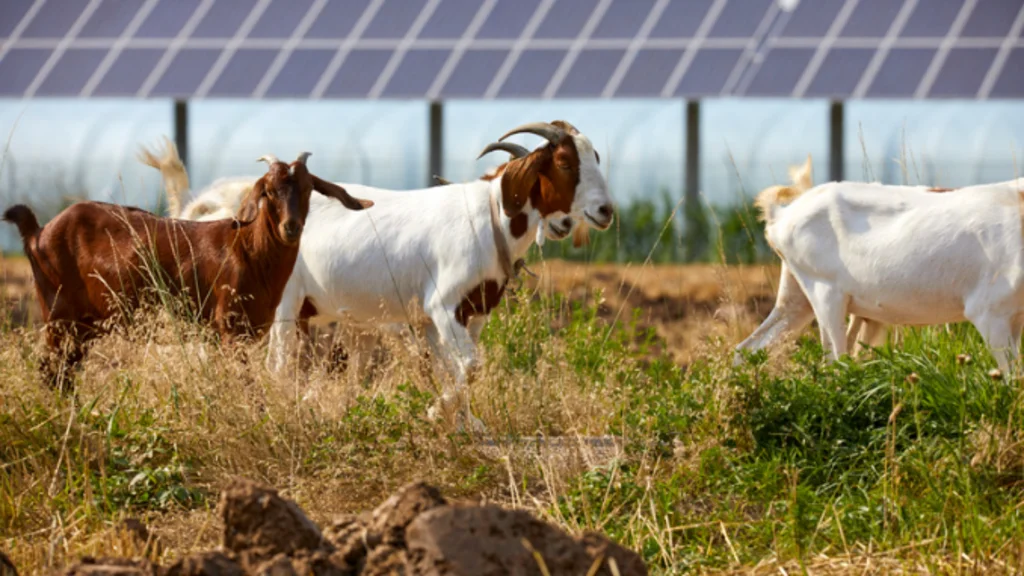 Agriculture Solar